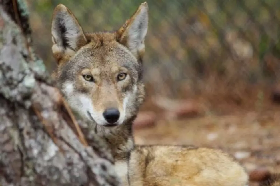 Ace & Chicora Want to Meet You! Red Wolf Day at The Texas Zoo