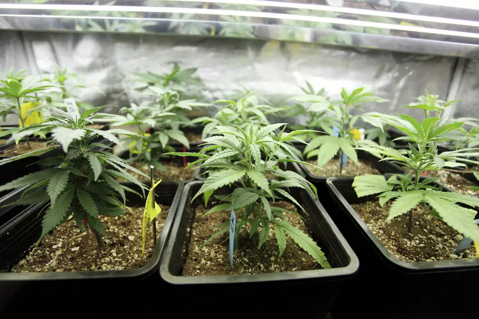 Could Marijuana Soon Be Legal in Midland/Odessa?