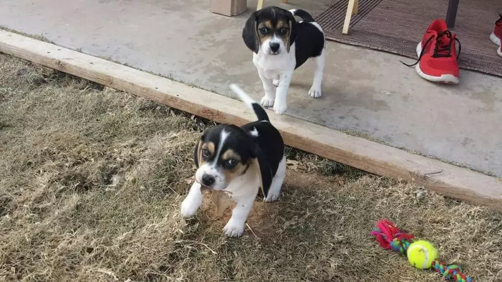 It’s National Dog Day – Show Us Your DOGS Permian Basin!