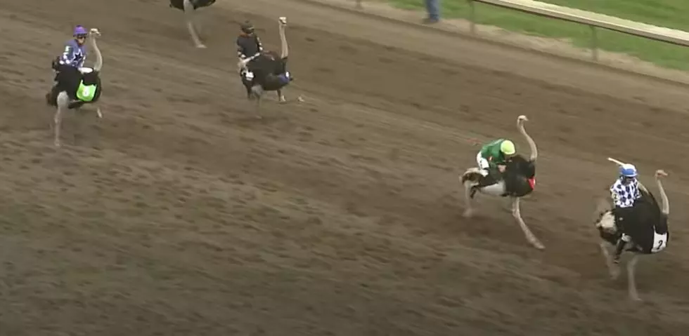 You Are 1 1/2 Half Hours Away From The Ostrich And Camel Races This Weekend
